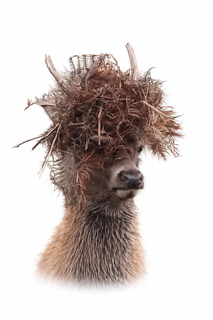 profile-image-0