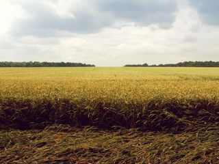 profile-image-186